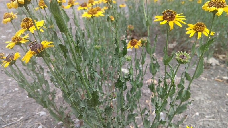 Alkali Sunflower photo 5