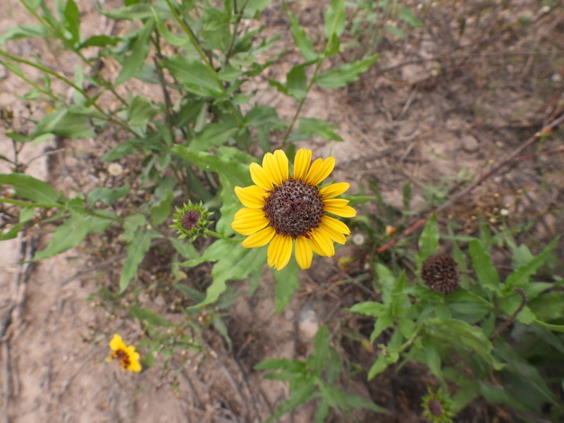 Alkali Sunflower photo 6