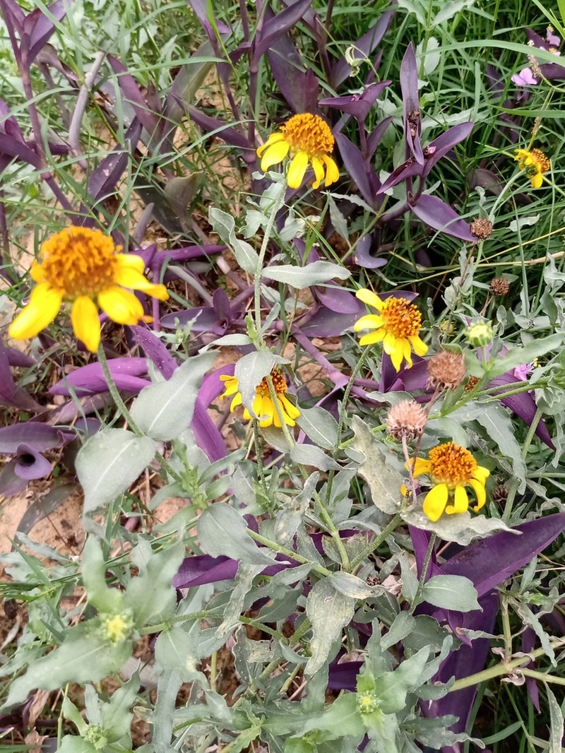 Alkali Sunflower photo 7