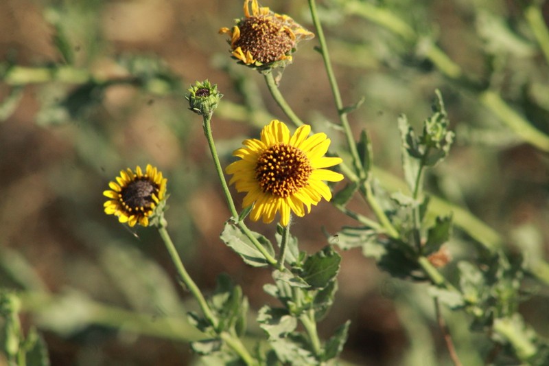 Alkali Sunflower photo 8