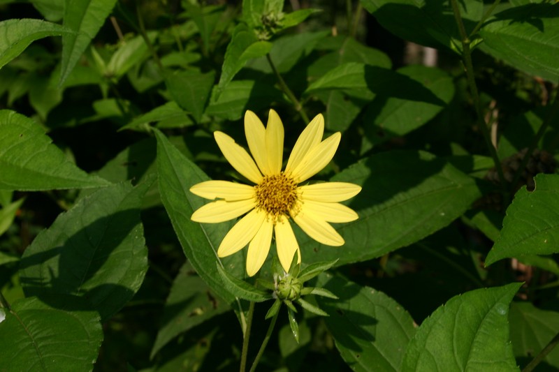 Cheerful Sunflower