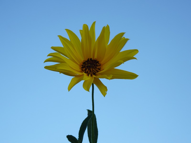 Cheerful Sunflower photo 2