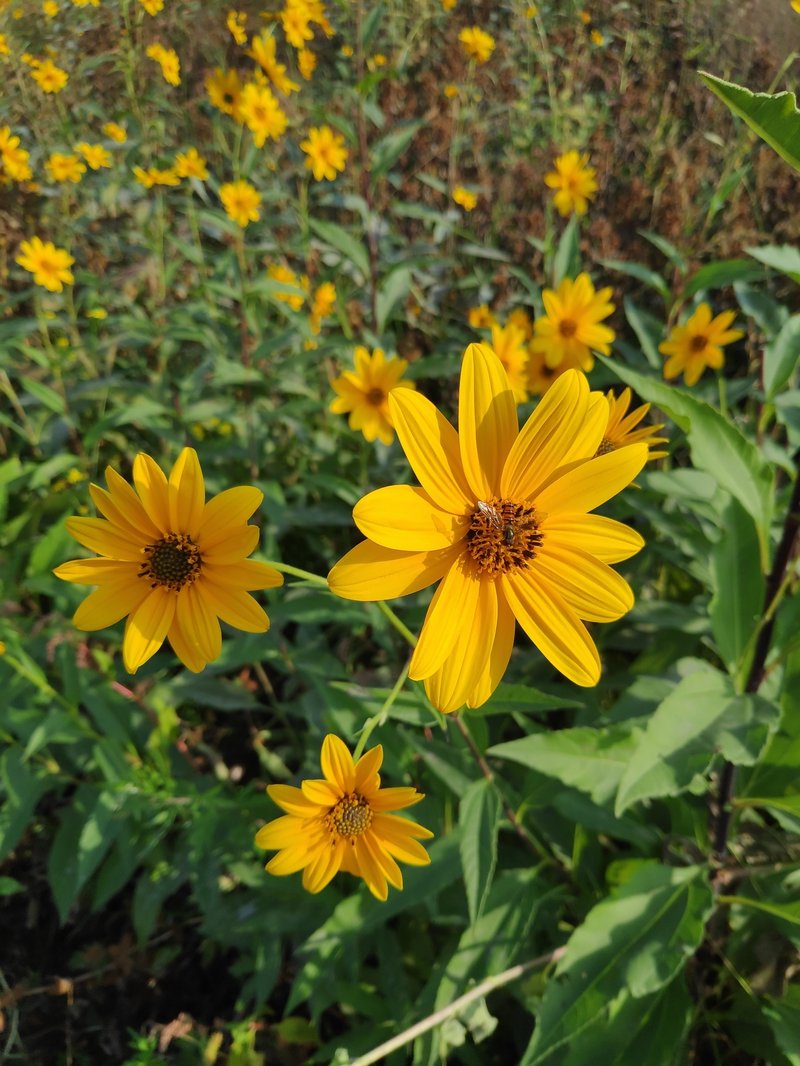 Cheerful Sunflower photo 4