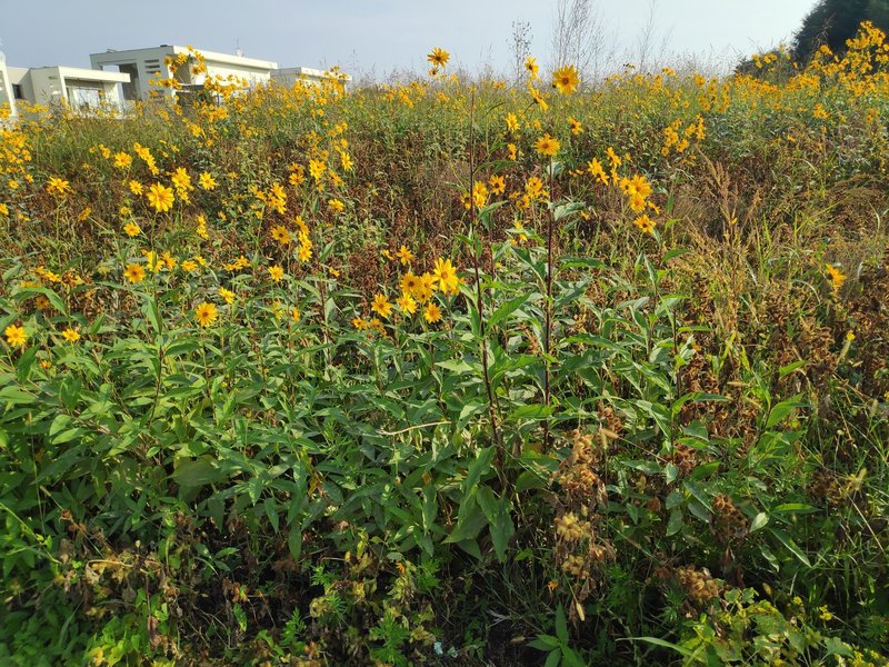 Cheerful Sunflower photo 5