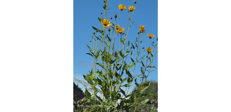 Cheerful Sunflower photo 6