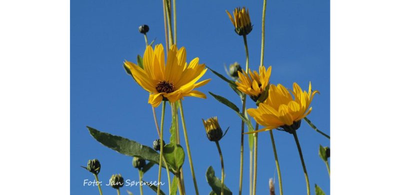 Cheerful Sunflower photo 7
