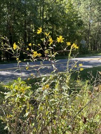 Smooth Sunflower