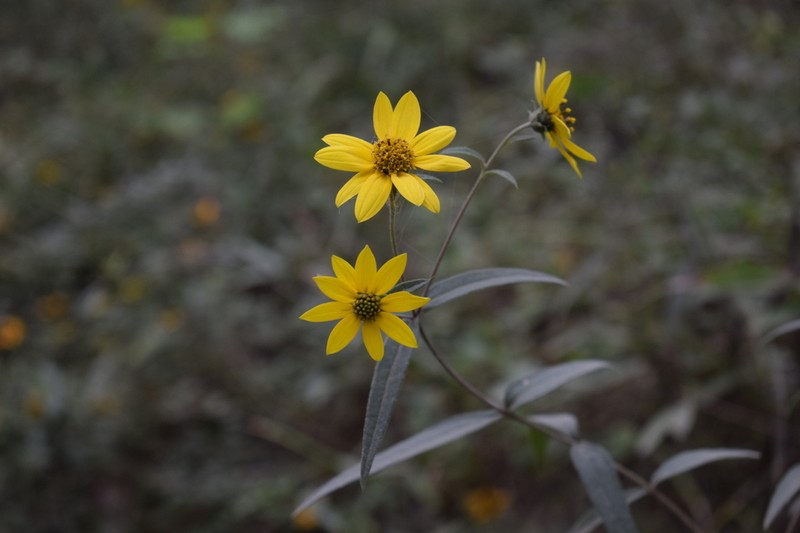 Smooth Sunflower photo 3