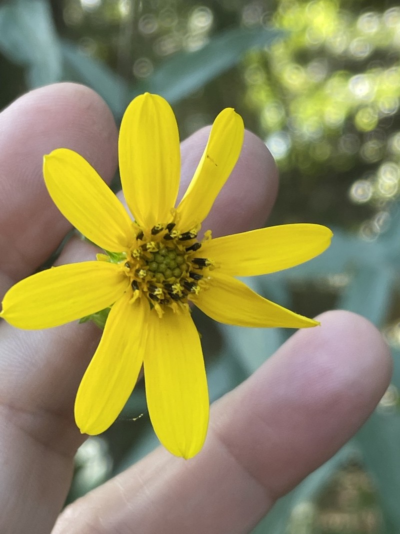 Smooth Sunflower photo 4