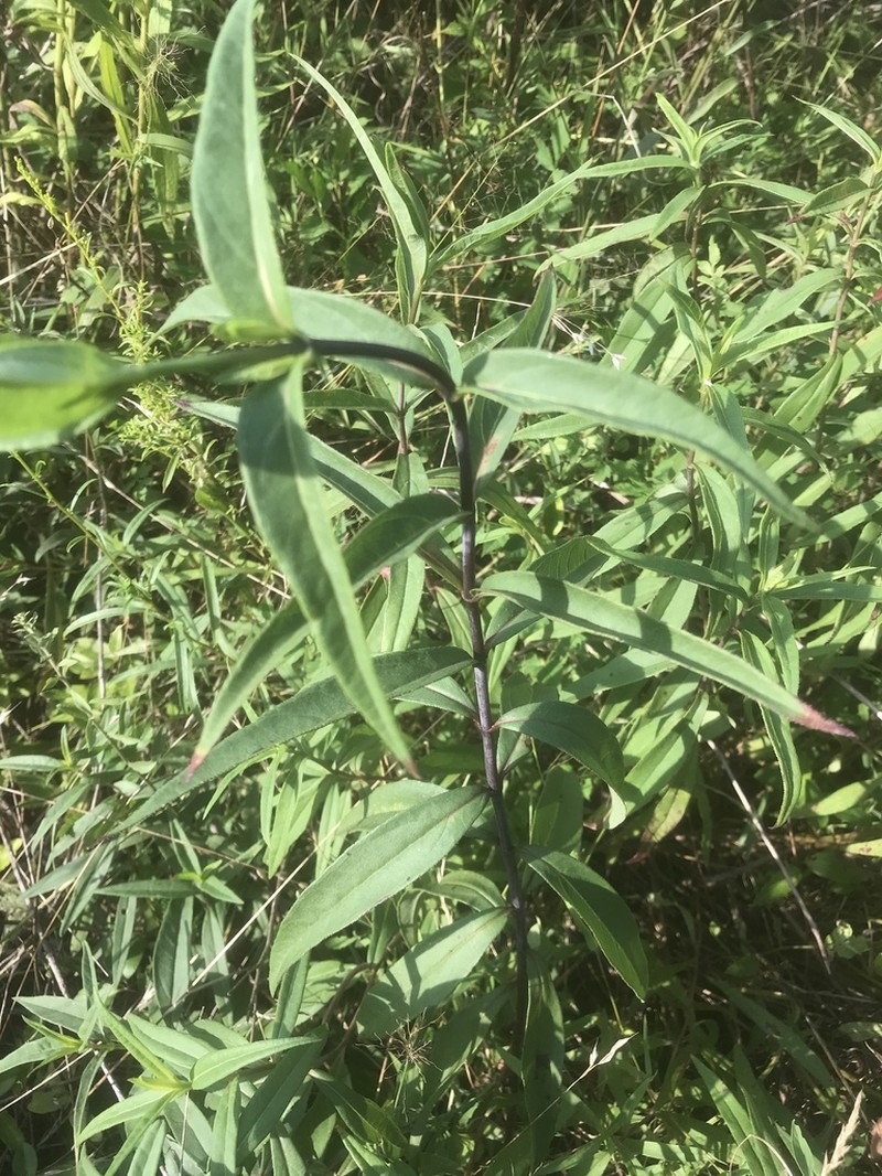 Smooth Sunflower photo 5