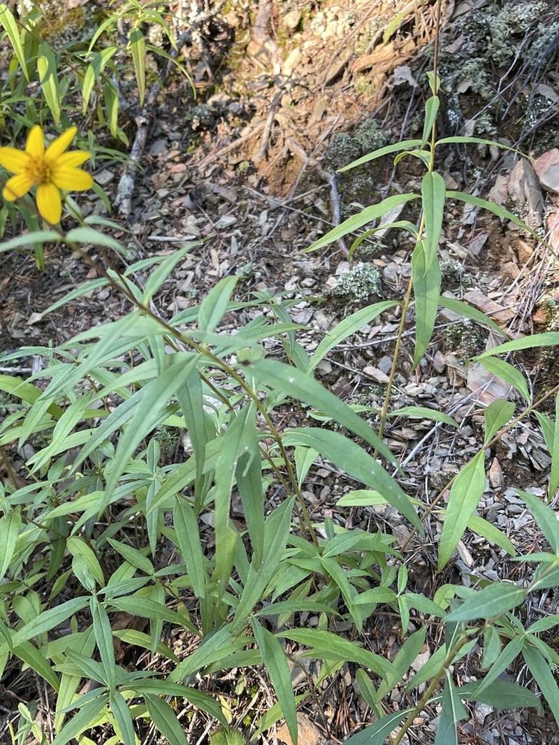 Smooth Sunflower photo 6