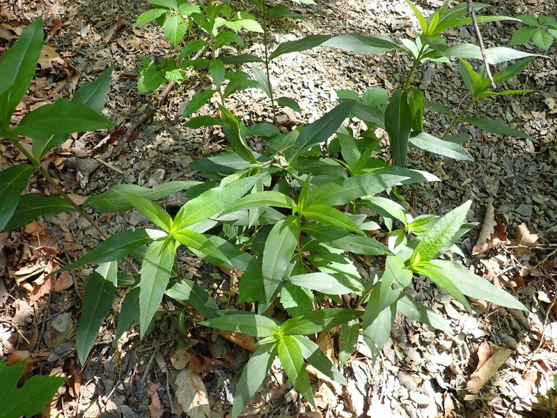 Smooth Sunflower photo 7