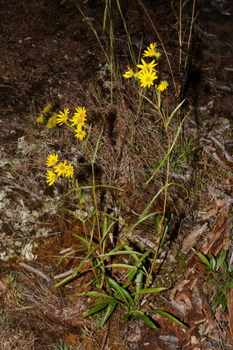 Longleaf Sunflower