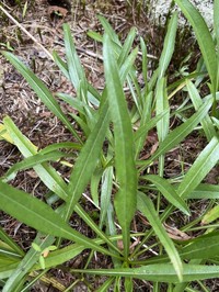 Longleaf Sunflower