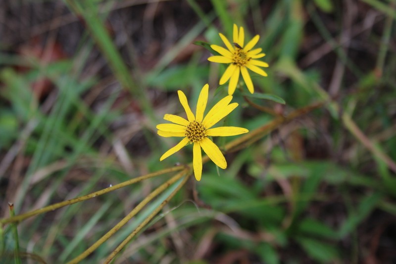 Longleaf Sunflower photo 2
