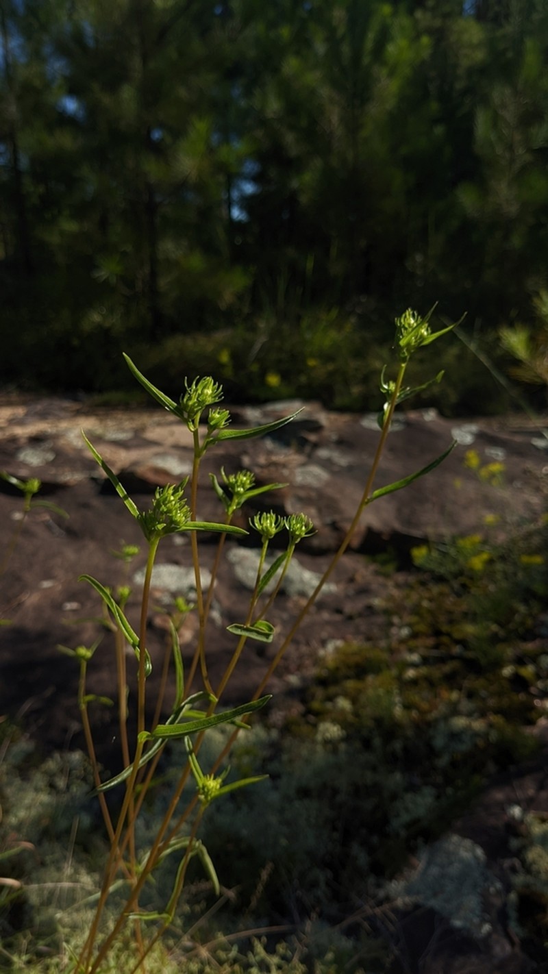 Longleaf Sunflower photo 3