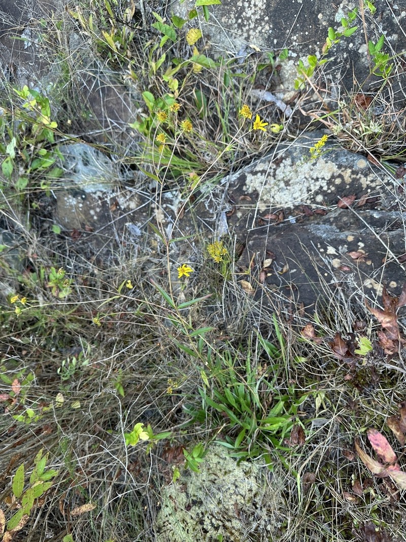 Longleaf Sunflower photo 5