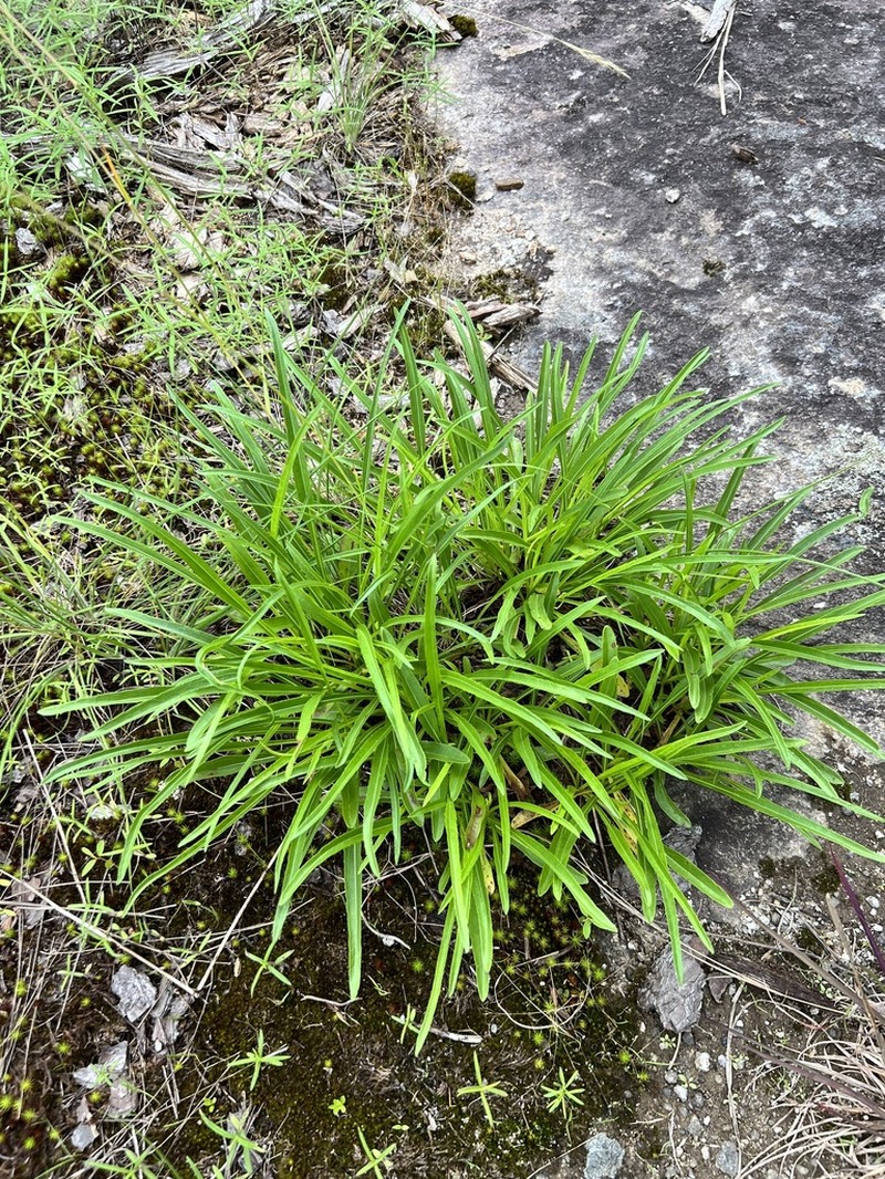 Longleaf Sunflower photo 6