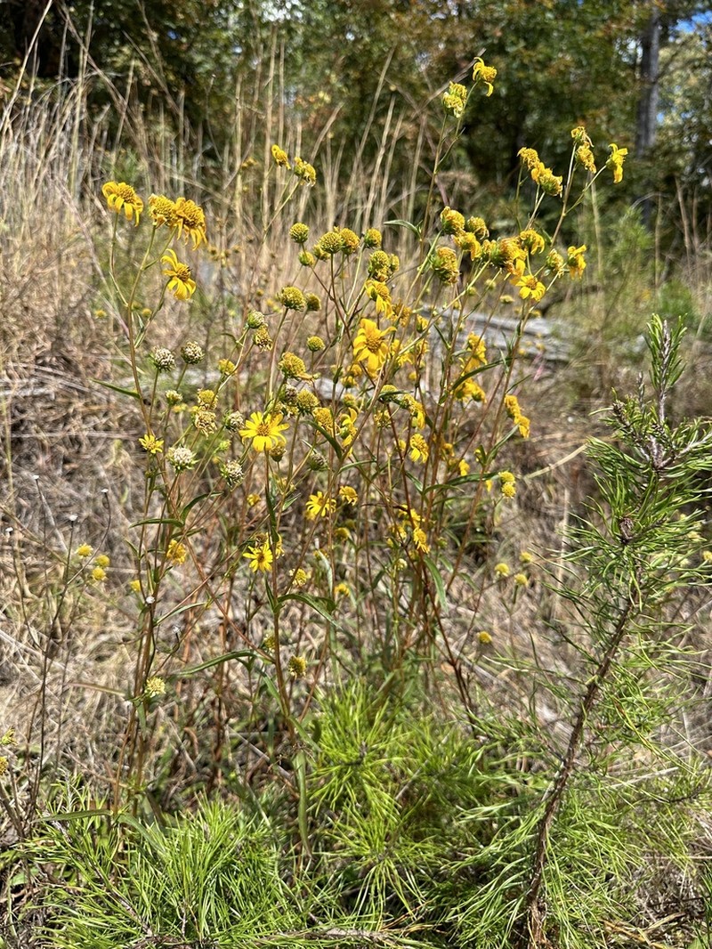 Longleaf Sunflower photo 8