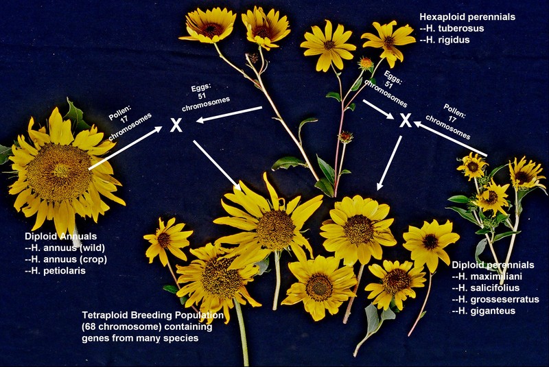 Sunflower photo 2
