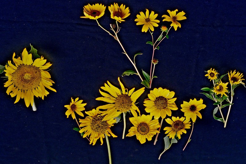 Sunflower photo 3