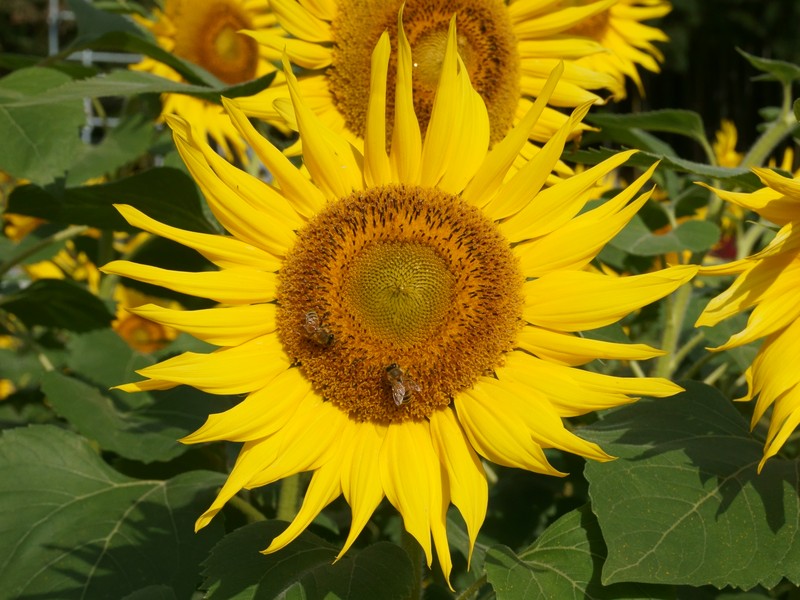 Sunflower photo 4