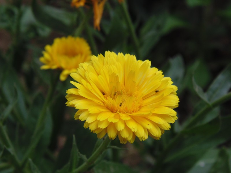 Sunflower photo 5