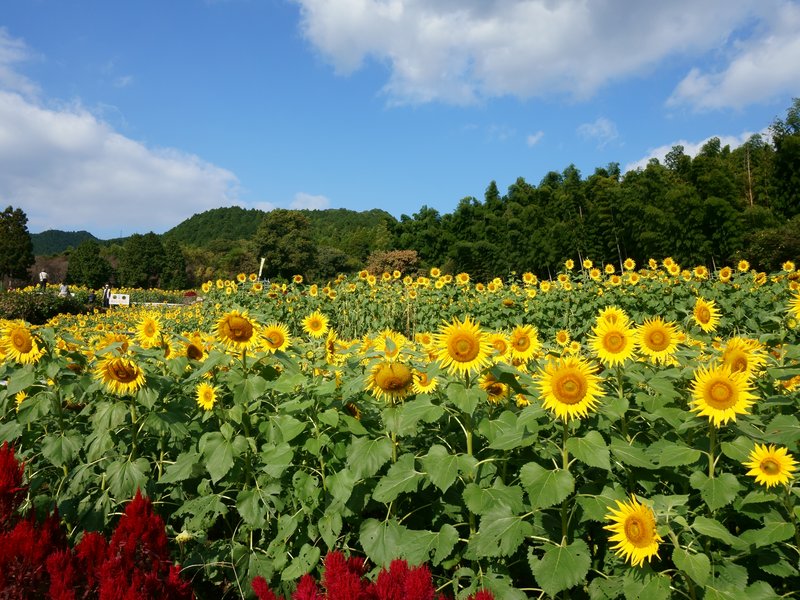 Sunflower photo 6