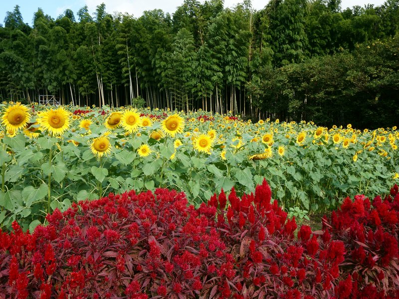 Sunflower photo 7