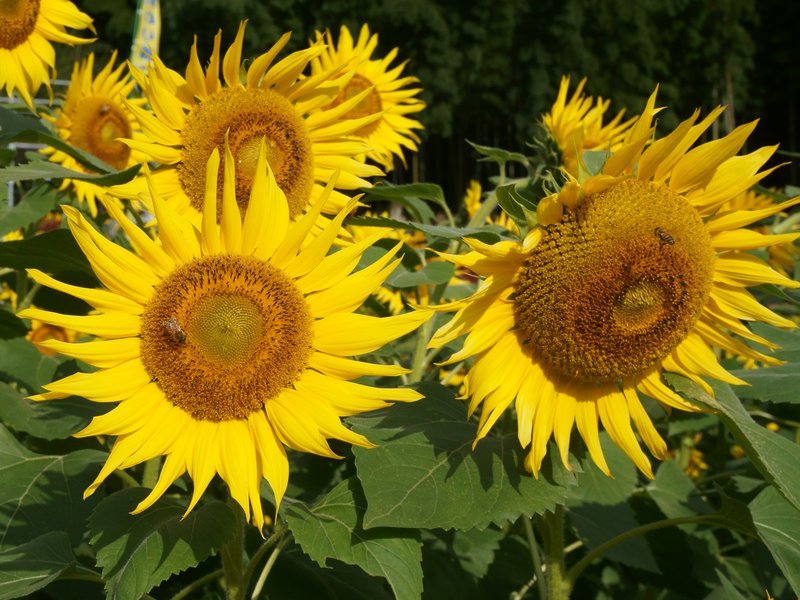 Sunflower photo 8