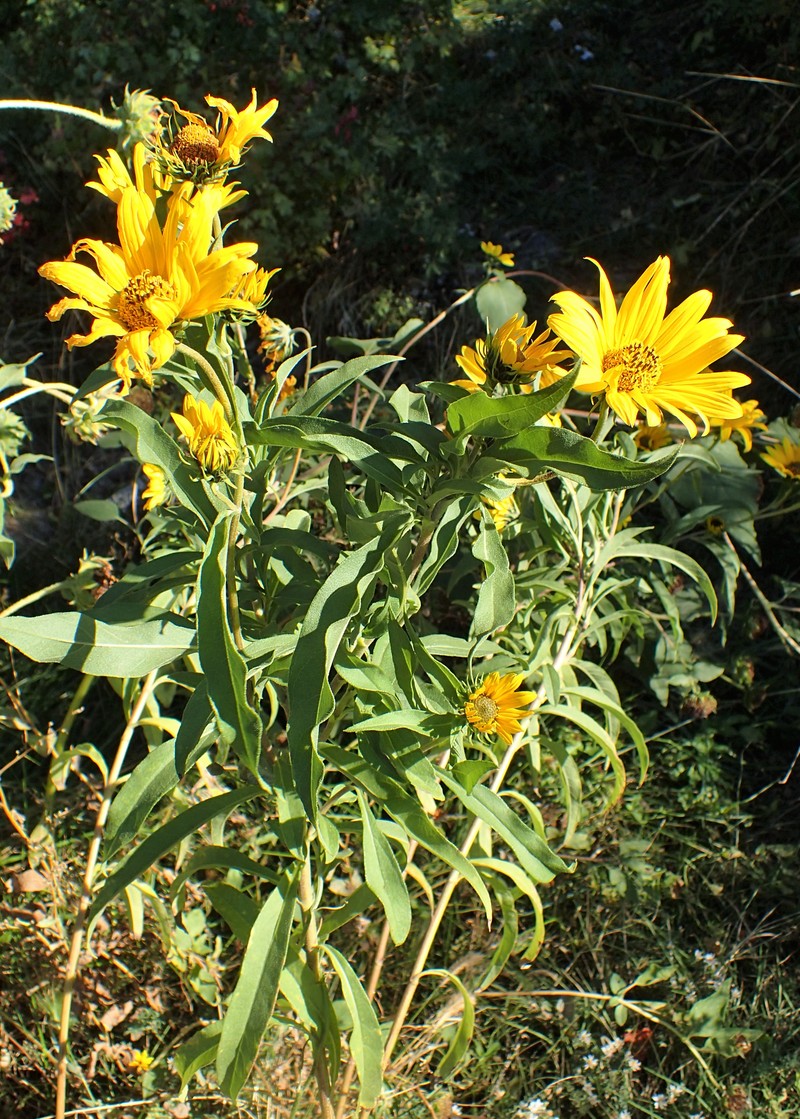 Maximilian Sunflower photo 2