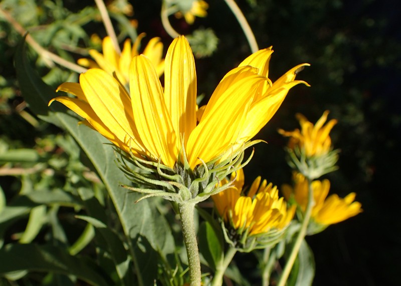 Maximilian Sunflower photo 3