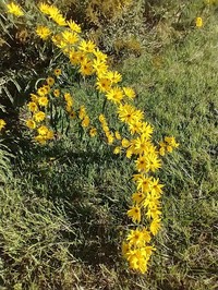 Maximilian Sunflower