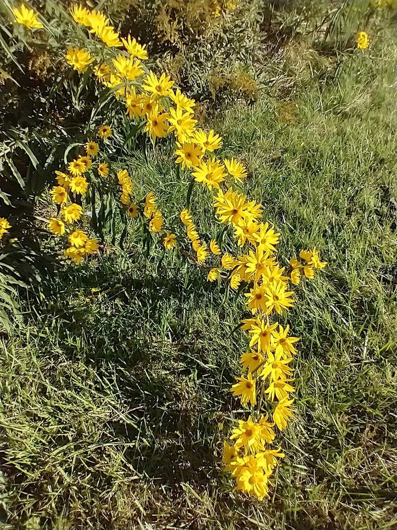 Maximilian Sunflower