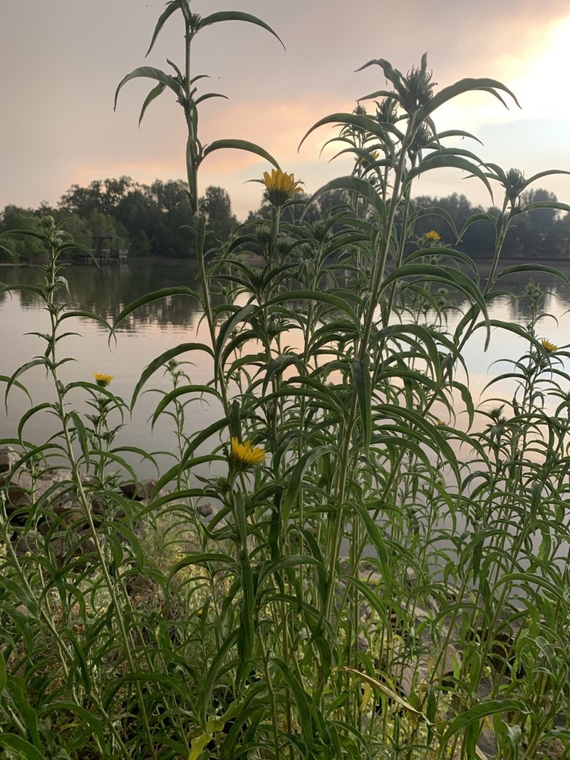 Maximilian Sunflower photo 2