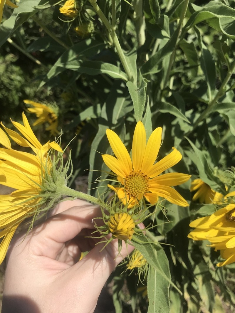 Maximilian Sunflower photo 3