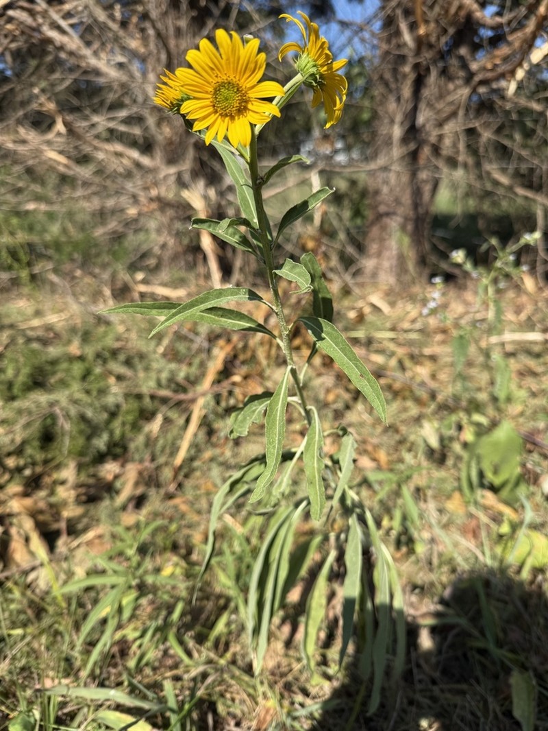 Maximilian Sunflower photo 4