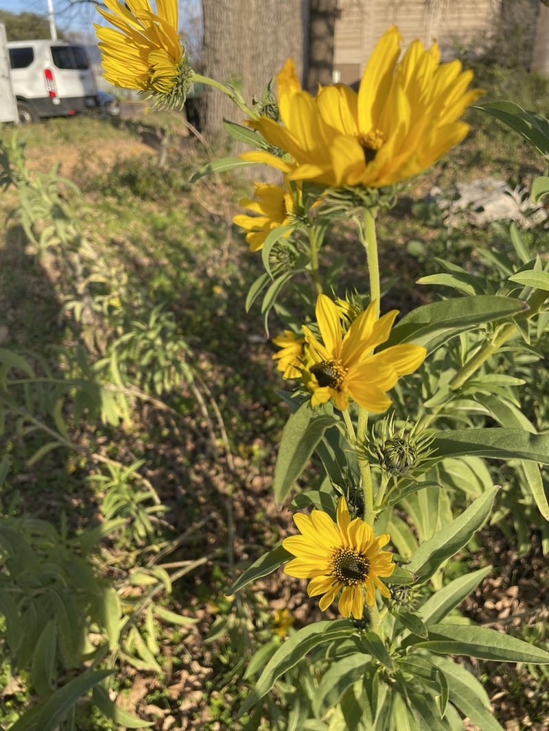 Maximilian Sunflower photo 6