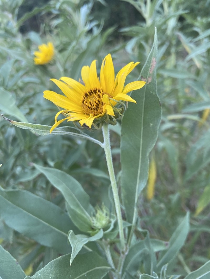 Maximilian Sunflower photo 7