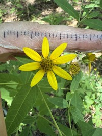 Small Woodland Sunflower