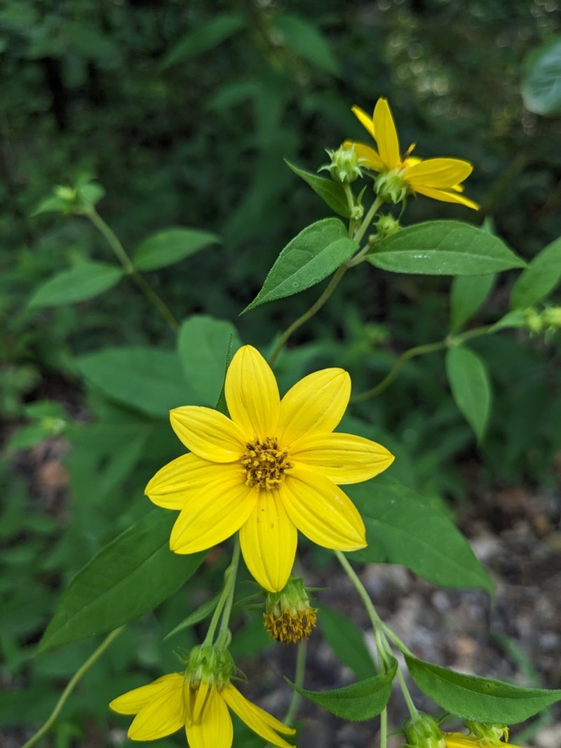 Small Woodland Sunflower photo 3