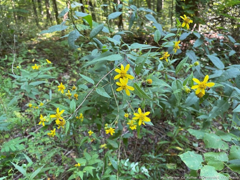 Small Woodland Sunflower photo 4