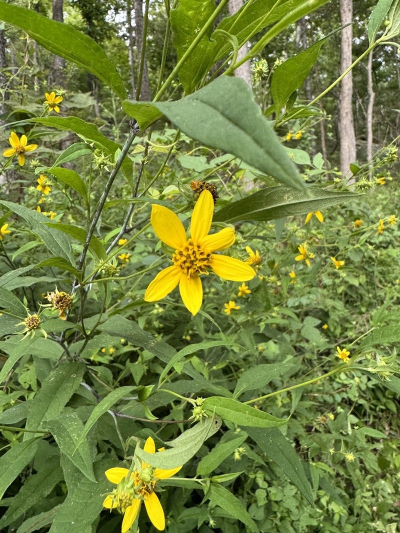 Small Woodland Sunflower photo 6
