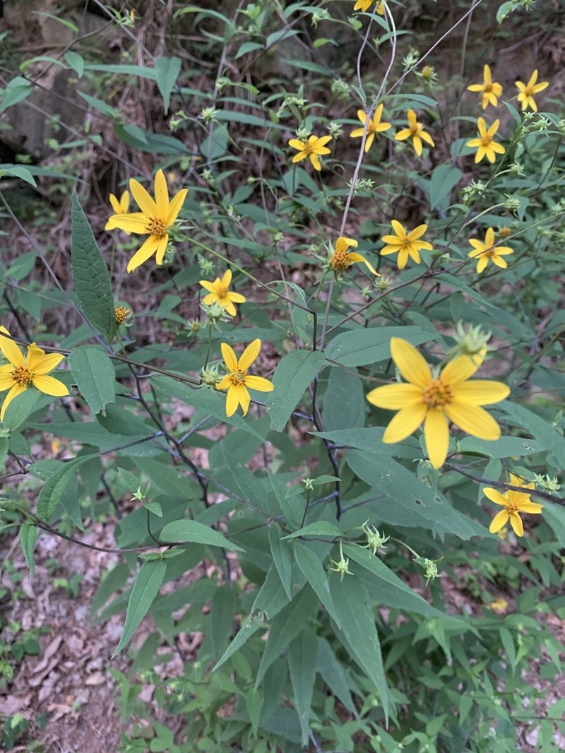 Small Woodland Sunflower photo 7