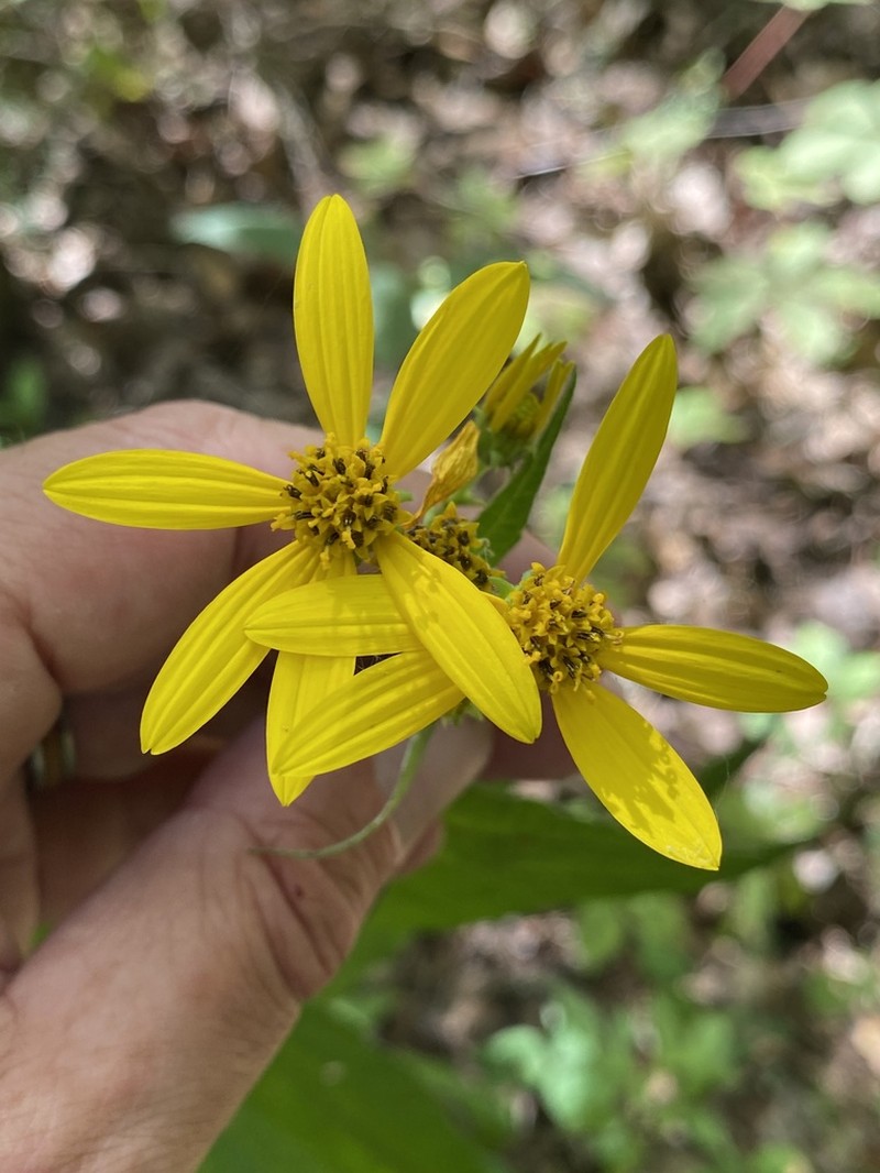 Small Woodland Sunflower photo 8