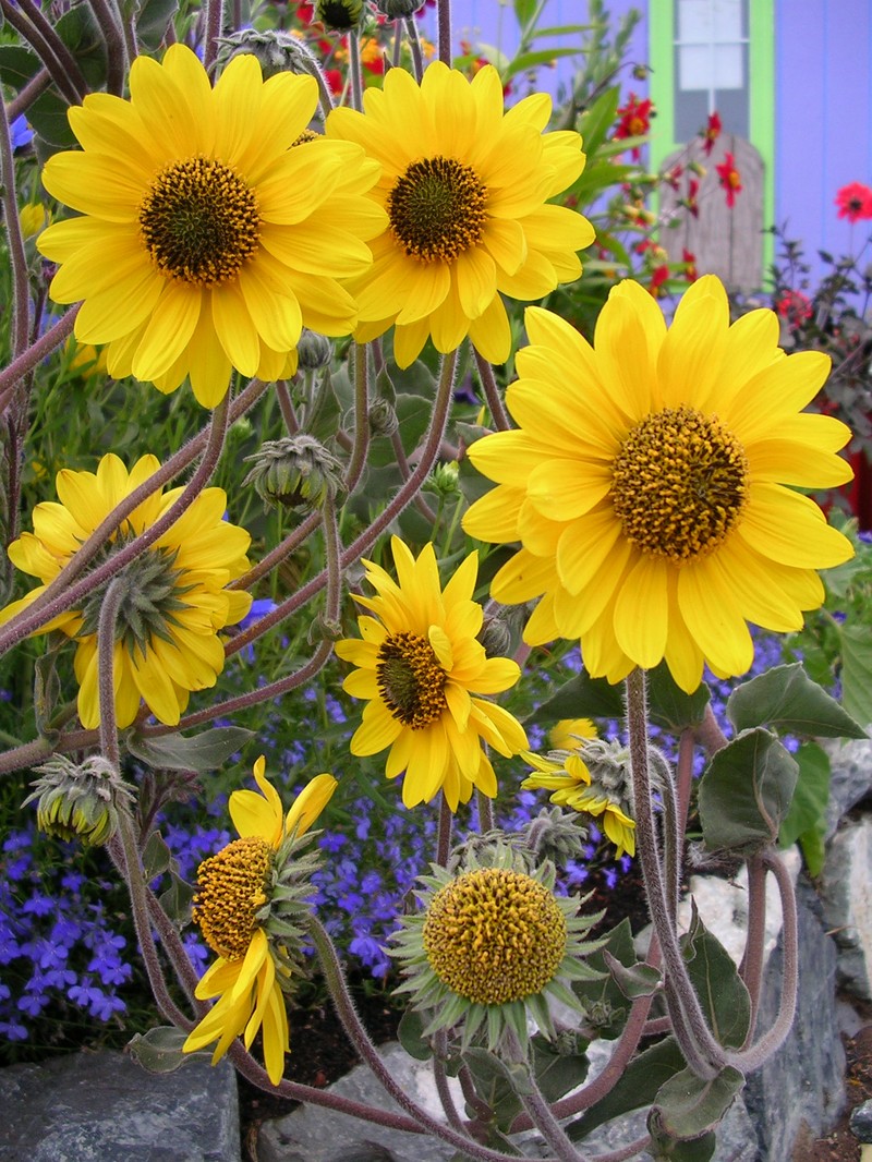 Ashy Sunflower photo 2