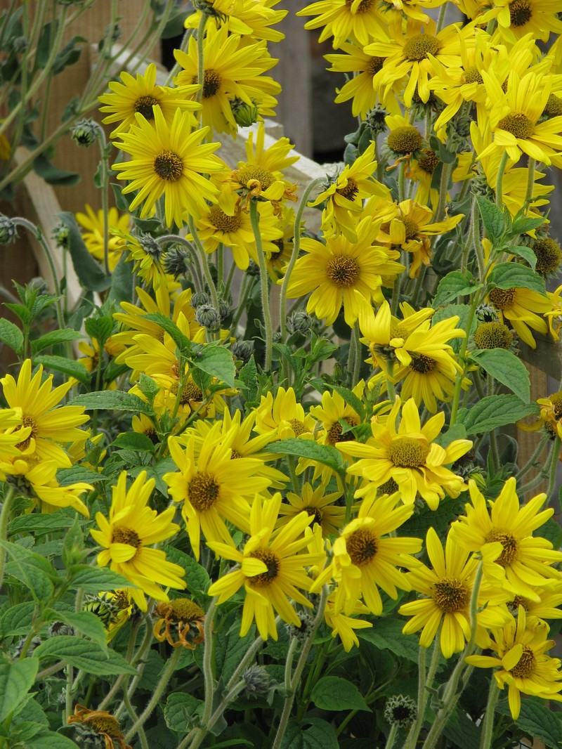 Ashy Sunflower photo 3