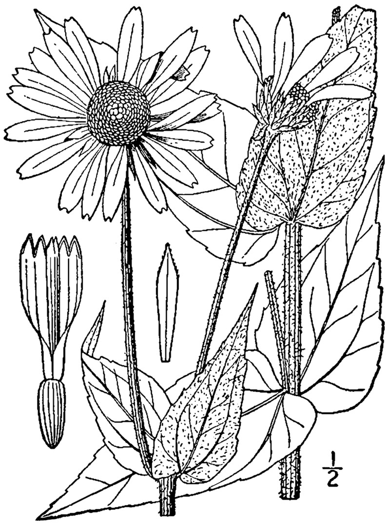 Ashy Sunflower photo 4