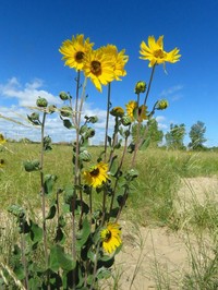 Ashy Sunflower