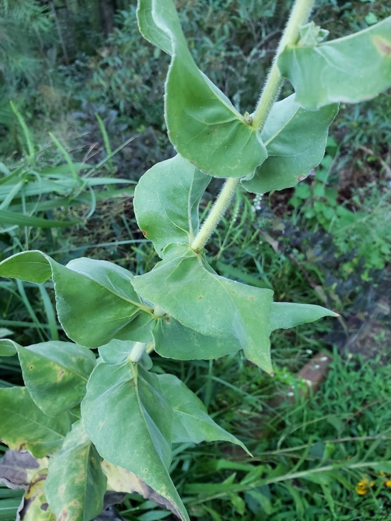 Ashy Sunflower photo 2